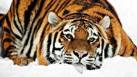 Нужны ли тигры Амурской области?..