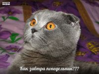 НА ГОЛУБОМ ГЛАЗУ