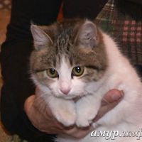 БЕЗДОМНЫХ ЖИВОТНЫХ – В ДОБРЫЕ РУКИ