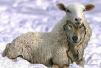 ЧУДИЩЕ ОБЛО, ОЗОРНО, ОГРОМНО, СТОЗЕВНО И ЛАЯЙ