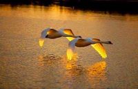 НЕПРОСТОЙ СВОБОДНЫЙ: Из справочника "Литераторы в городе Свободный" - 3